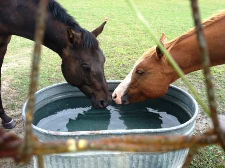 Two Drinking Horses